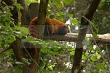 leipzig zoo-01_07_2011_zoo_allgemein_413